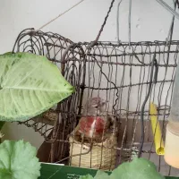 سهره|پرنده|کنگاور, |دیوار