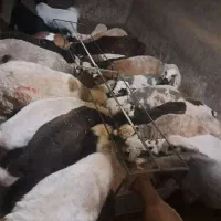 بره
