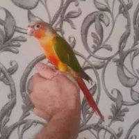 گرینچیک کاملا رام سخنگو