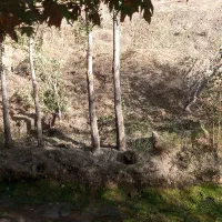 باغ ۶ هکتاری گردو الیگودرز فروش یا اجاره