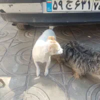 دوتا پا کوتا دارم  هر دو ماده