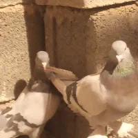 کبوتر سوسنی|پرنده|مرودشت, ثبت احوال|دیوار