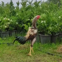 خروس لاری نصل ثابت شده قابل استعلام