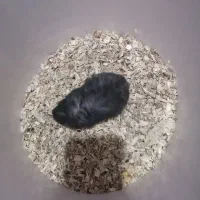 انواع همستر|موش و خرگوش|هشتگرد, شهرک صبا سوله|دیوار