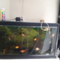 فروش آکواریوم وماهی پمپ اکسیژن وتزیینات داخلی