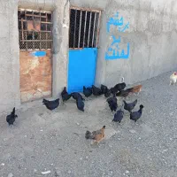 مرغ  سیاه فروشی صحیح سالم|حیوانات مزرعه|بردسکن, |دیوار