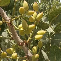 زمین ۱۱۱۲ متر ۴ قواره ویلایی/ باغی لب راه اصلی|فروش زمین و ملک کلنگی|لاهیجان, انقلاب|دیوار