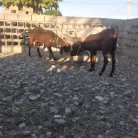 دو عدد بز پاکستانی|حیوانات مزرعه|شمیل, |دیوار