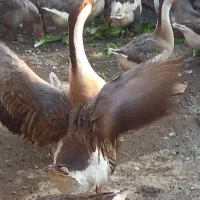 فروش غاز و قوغاز محلی|حیوانات مزرعه|آبیک, |دیوار