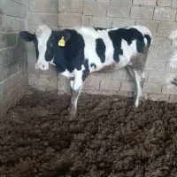 گاو گوساله تلیسه|حیوانات مزرعه|مرودشت, گندم‎|دیوار