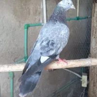 تعدادی کبوتر