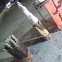 پنیر نخل آماده شیرین و ترد|خوردنی و آشامیدنی|شیراز, ملاصدرا|دیوار