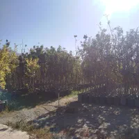 خدمات باغبانی تجریش ولنجک قیطریه شریعتی نیاوران|خدمات باغبانی و درختکاری|تهران, تجریش|دیوار