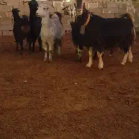 بز چپش کهره آبستنبرج ۱۰و۱۱|حیوانات مزرعه|درودزن, |دیوار