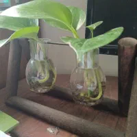 گل پتوس سبز و ابلق|گل و گیاه طبیعی|ساری, |دیوار