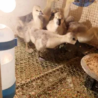جوجه قوغاز