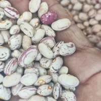 لوبیا چیتی|خوردنی و آشامیدنی|اسلامشهر, مظفریه|دیوار