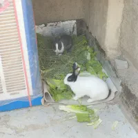 خرگوش نر و ماده ی جفت