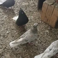 جفت کبوتر دم سفید