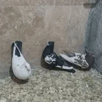 کبوتر بهبهانی|پرنده|صدرا-فارس, فاز ۱|دیوار