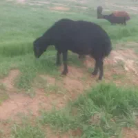 قوچ شش دندان