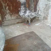 کفتر سار نر