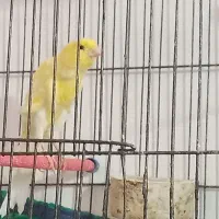 قناری ماده|پرنده|ارسنجان, |دیوار