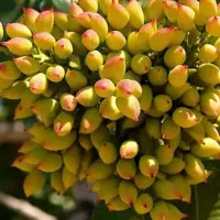 فرصت ویژه خـرید وکاشت نهـال|خدمات باغبانی و درختکاری|روانسر, |دیوار