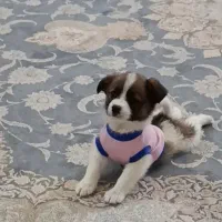 سگ تو اشپیتز