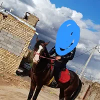 اسب نریون بسیار آرام و اهلی خوش قد و قامت