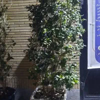 حراج گل کاکتوس خاص و یاس هلندی بیرونی