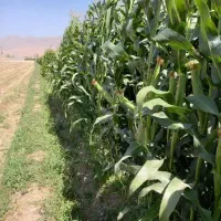 فروش زمین  کشاورزی|فروش دفتر صنعتی، کشاورزی، تجاری|داران, |دیوار