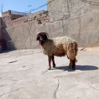 بره شیری چاق پرواری کیلو ۳۴۰هزار تومن|حیوانات مزرعه|شوشتر, |دیوار