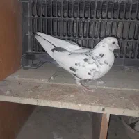 کبوتر تهرانی
