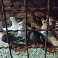 بلژیکی سفید موشی فر|پرنده|یزد, |دیوار