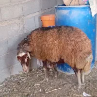 میش آبستن