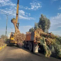 نخل لاکچری|گل و گیاه طبیعی|فولادشهر, فولادشهر|دیوار