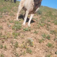 ماده|سگ|کلاترزان, |دیوار