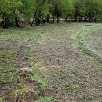 زمین بادام روستای شاره|فروش زمین و ملک کلنگی|سبزوار, امیریه|دیوار