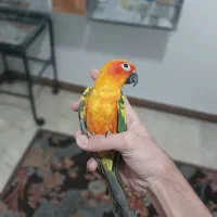 طوطی خورشیدی همراه با قفس|پرنده|شهریار, شهرک امیریه|دیوار