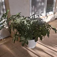 گل شفلرا سبز