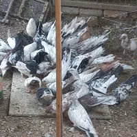 فروش کبوتر