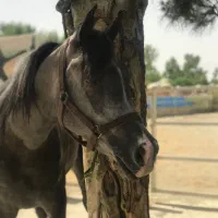 کره ۲ساله کنزلبدایر ۲سر عرب شویی دارای مقام|اسب و تجهیزات اسب‌سواری|تهران, شهرک غرب|دیوار