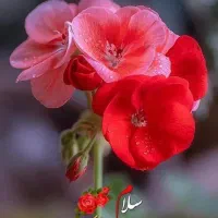 آرایشی و بهداشتی و سلامتی و درمانی