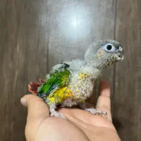 گیرینچیک سرلاکی و دونخور|پرنده|ساری, |دیوار