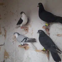 چتدتاکفتربومب بشرط پرش