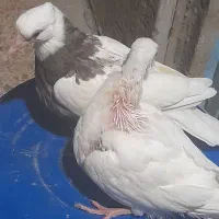 فروش تعدادی کبوتر|پرنده|دهدشت, |دیوار