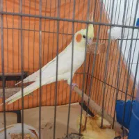 عروس هلندی