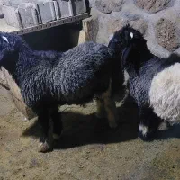 بره داشتی کله زنگی|حیوانات مزرعه|کوهرنگ, |دیوار