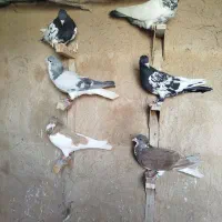 کفتر|پرنده|شیراز, سعدیه شمالی|دیوار